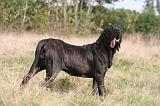 FILA BRASILEIRO 173